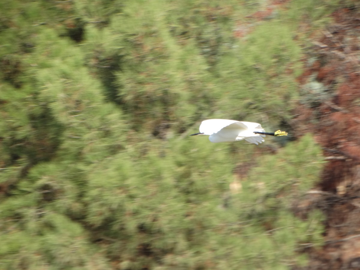 Garzetta - ML646838815