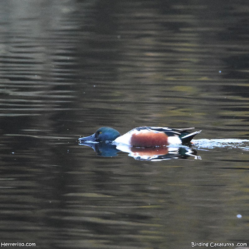 Халбага нугас - ML646838817