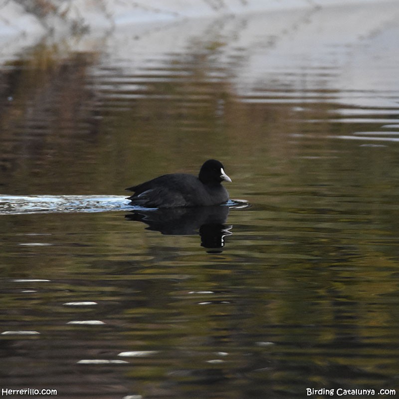 Халзан түнжүүр - ML646838818