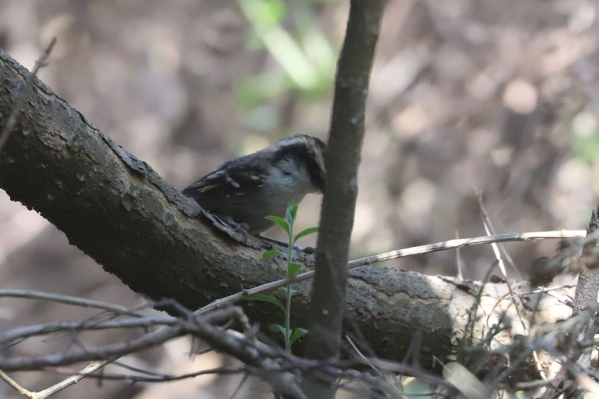 gulbryntornstjert - ML646838819