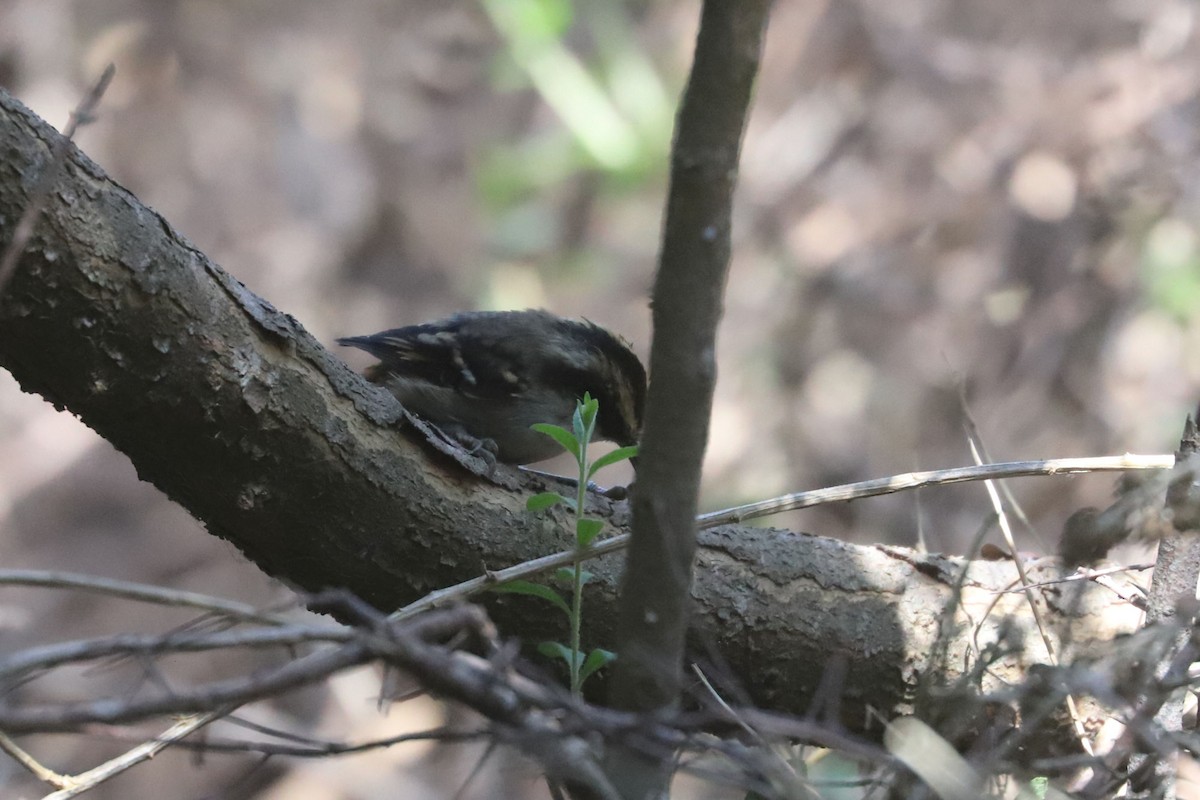 gulbryntornstjert - ML646838820