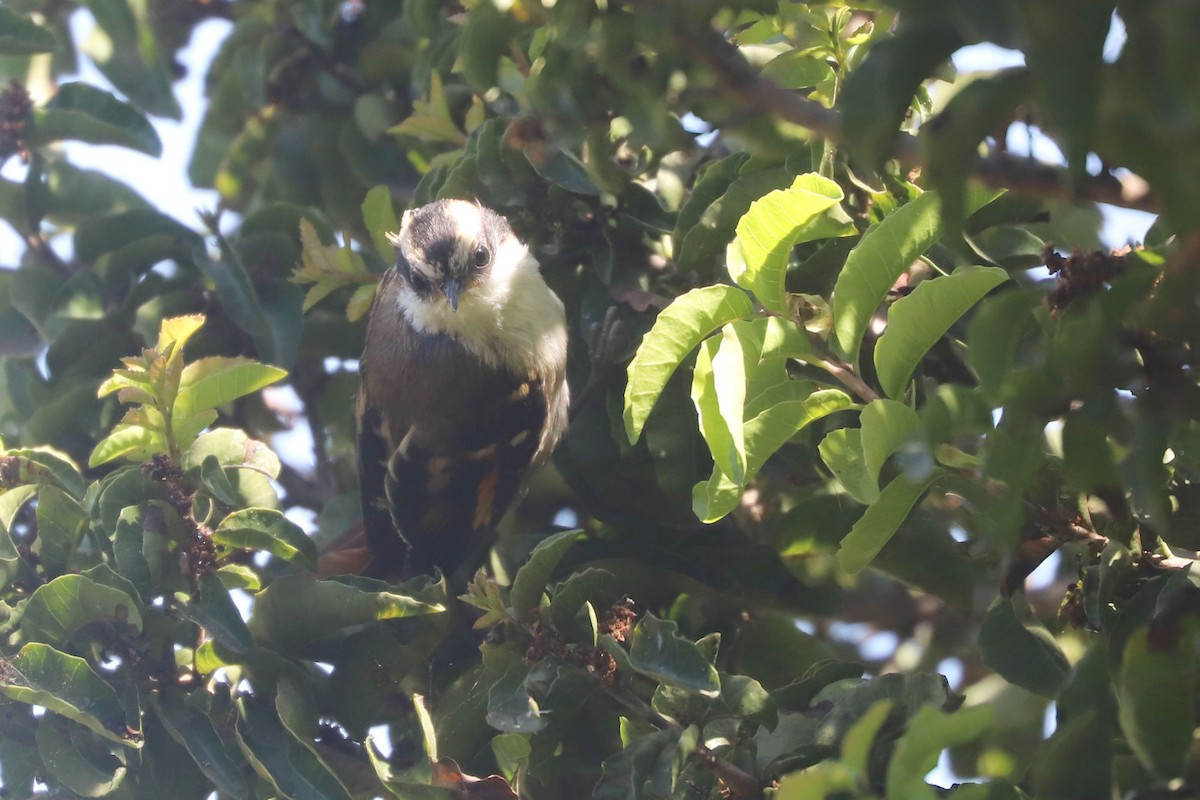 gulbryntornstjert - ML646838821