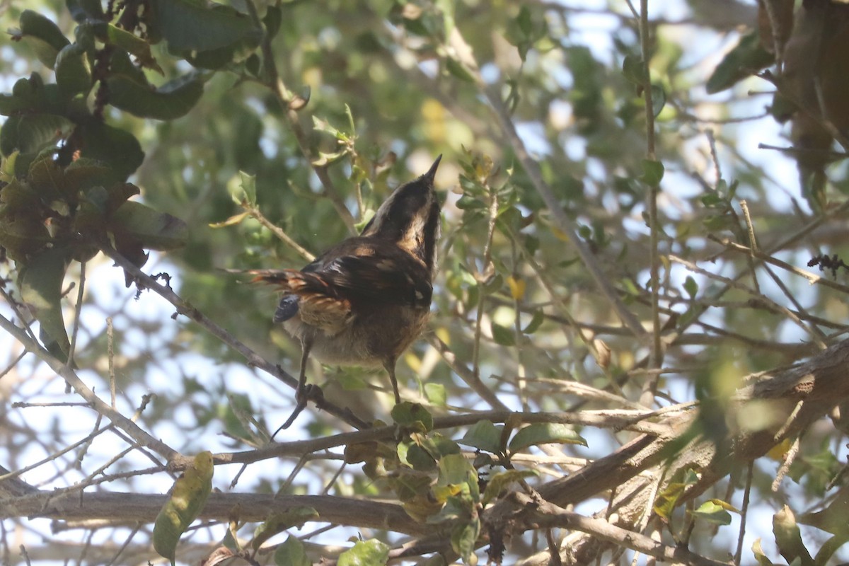 gulbryntornstjert - ML646838822