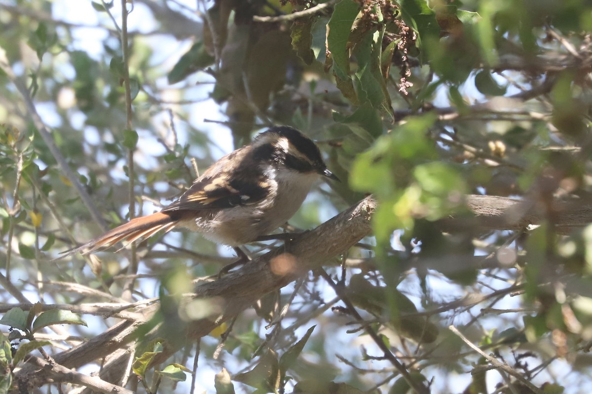 gulbryntornstjert - ML646838823