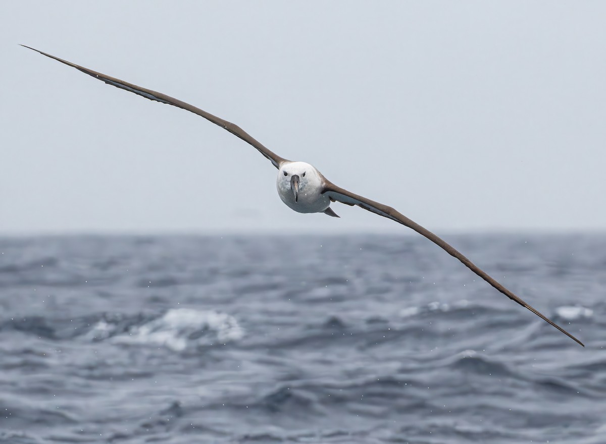 Indian Yellow-nosed Albatross - ML646838824