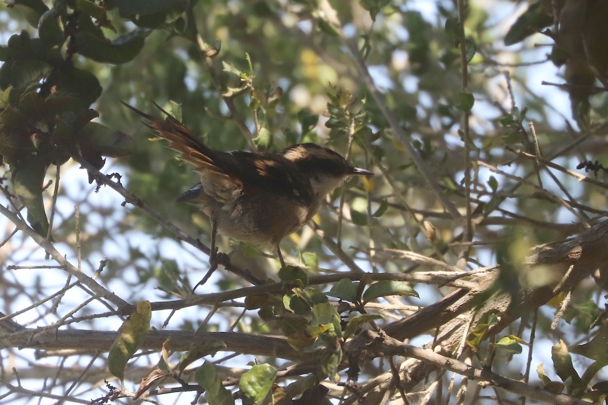 gulbryntornstjert - ML646838825