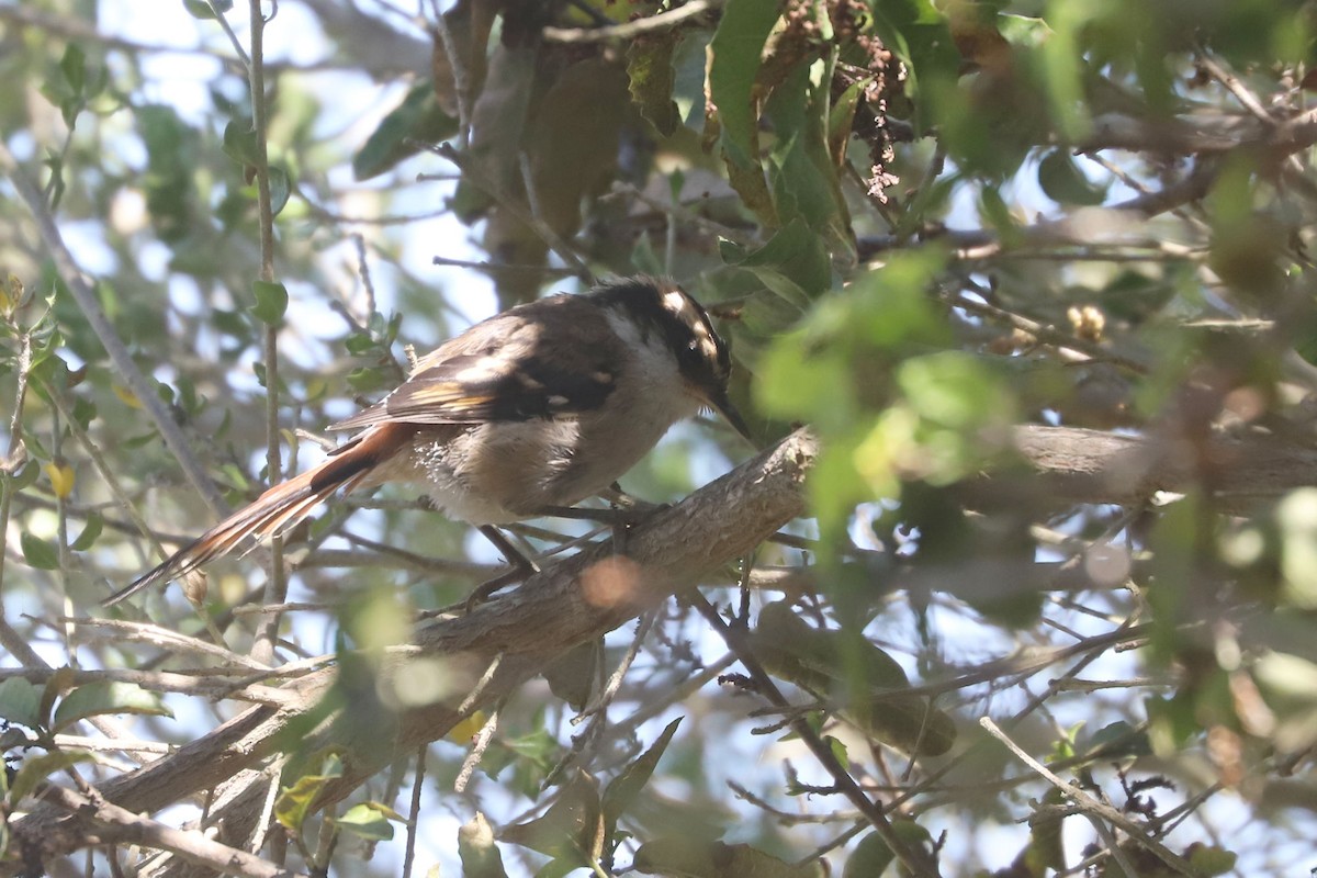 gulbryntornstjert - ML646838826