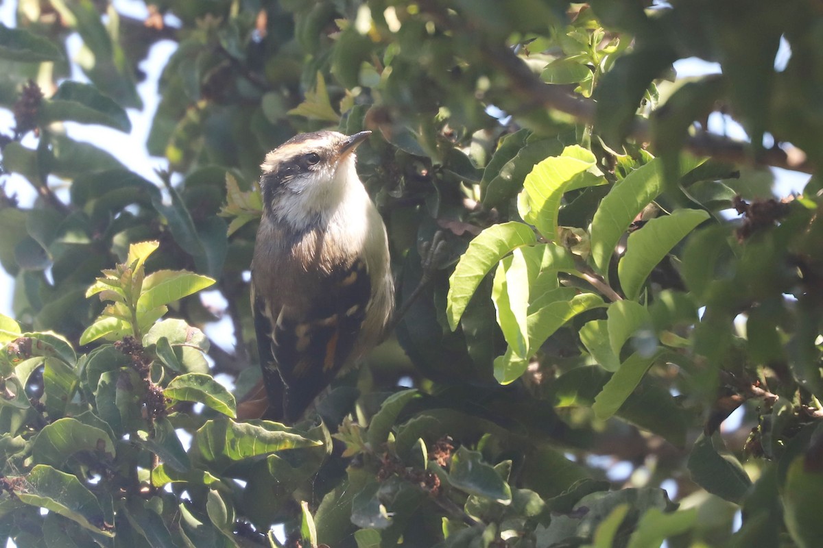 gulbryntornstjert - ML646838827