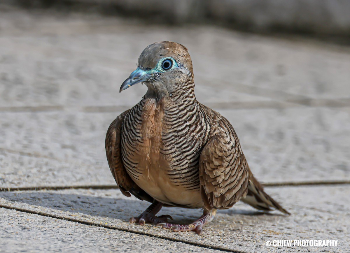 Zebra Dove - ML646838828