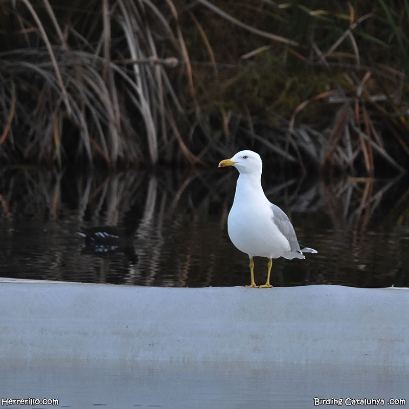 Yellow-legged Gull - ML646838829