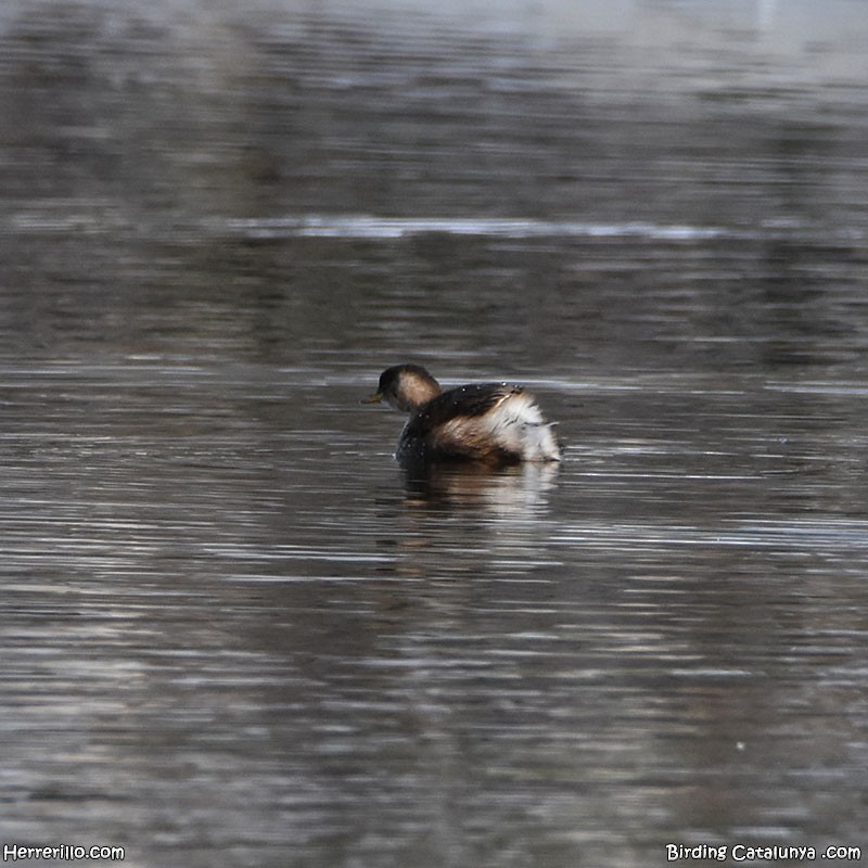 Хурган шунгуур - ML646838830
