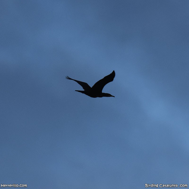 Great Cormorant - ML646838831