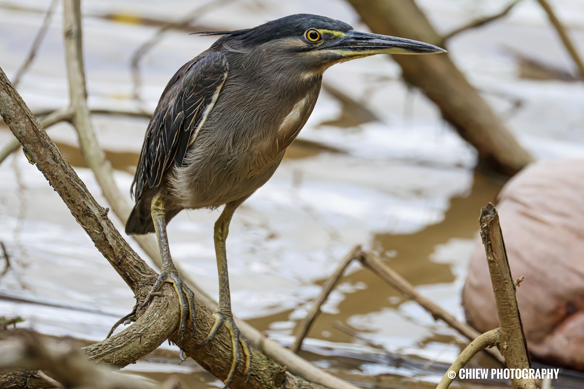 Little Heron - ML646838832