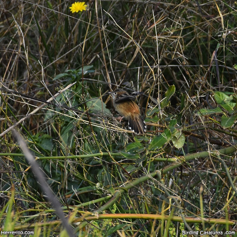 Zitting Cisticola - ML646838833