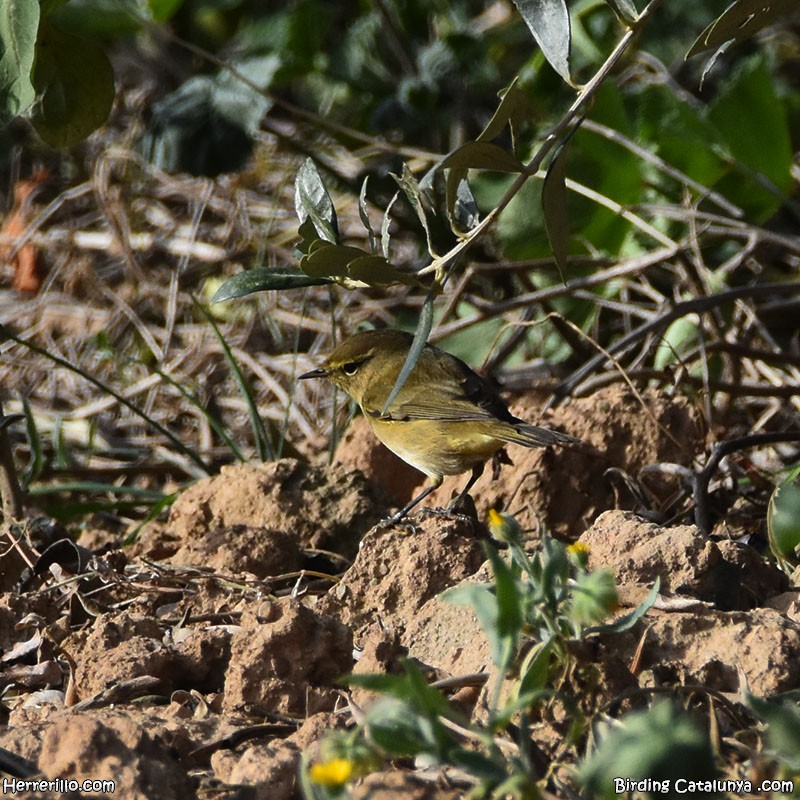 Урианхайн дууч шувуу - ML646838834