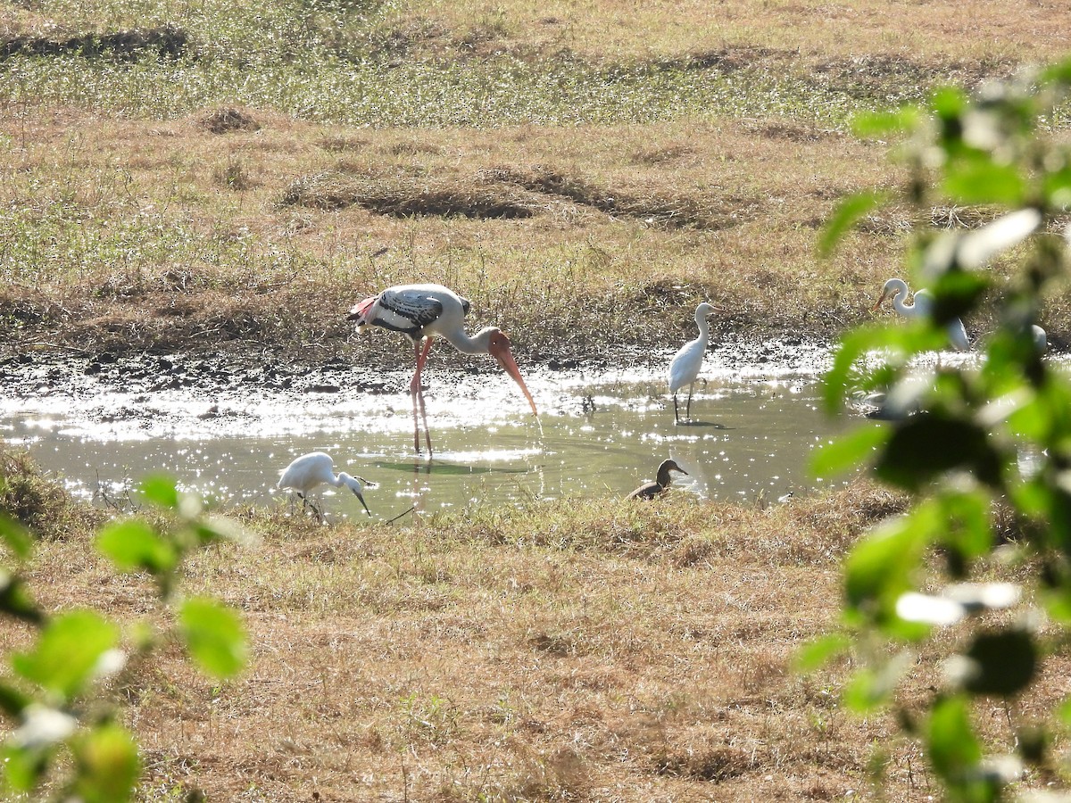 Painted Stork - ML646838835