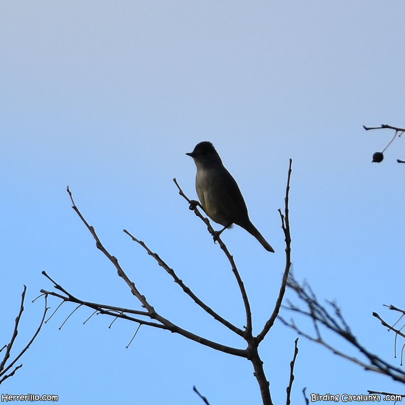 Халимагт зэржгэнэ - ML646838836