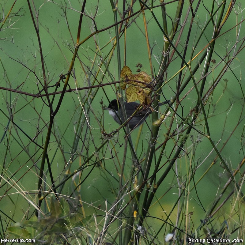 Sardinian Warbler - ML646838838