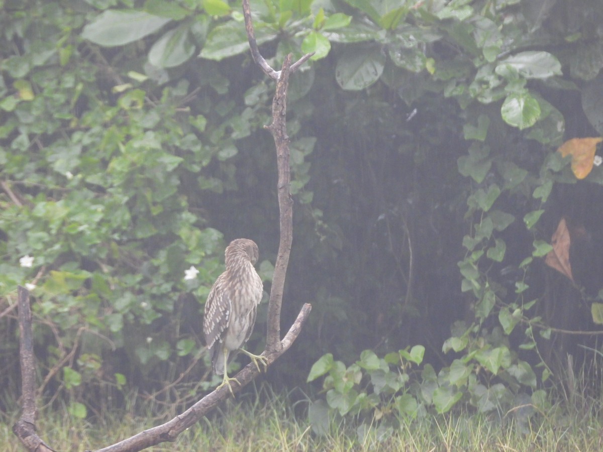 Bihoreau gris - ML646838840