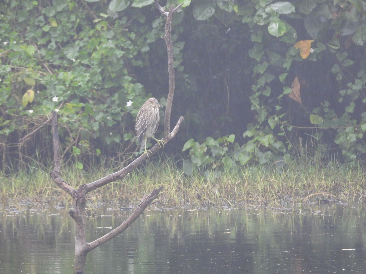 Bihoreau gris - ML646838842