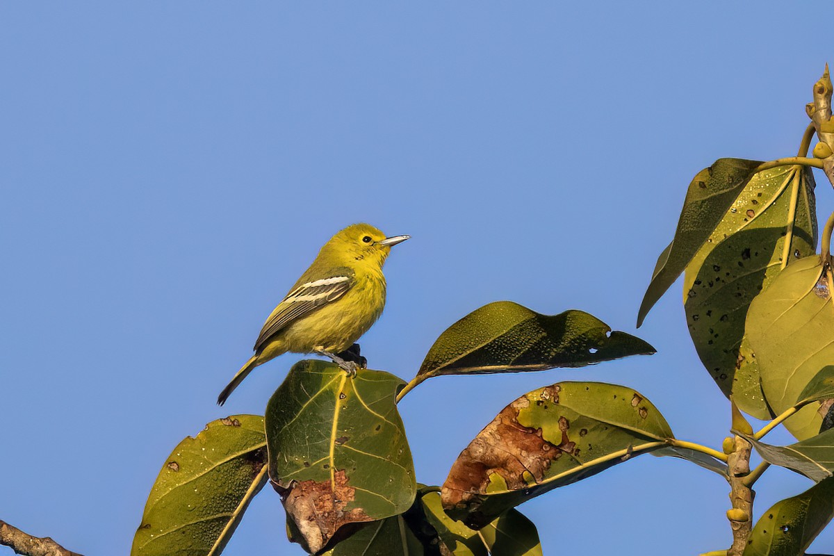Common Iora - ML646838843
