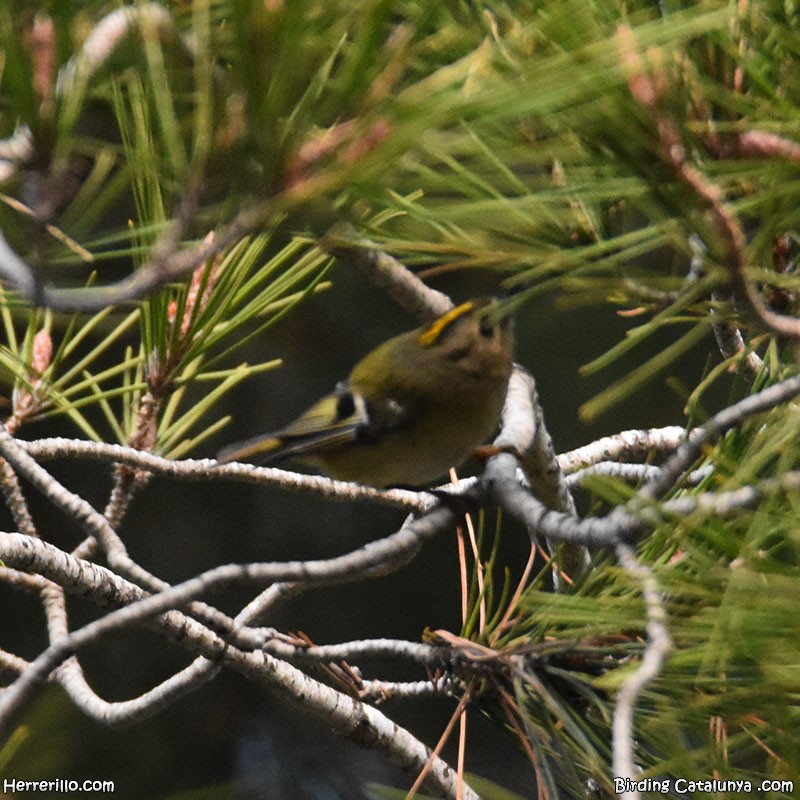 Шар мэлзэн задуулай - ML646838844