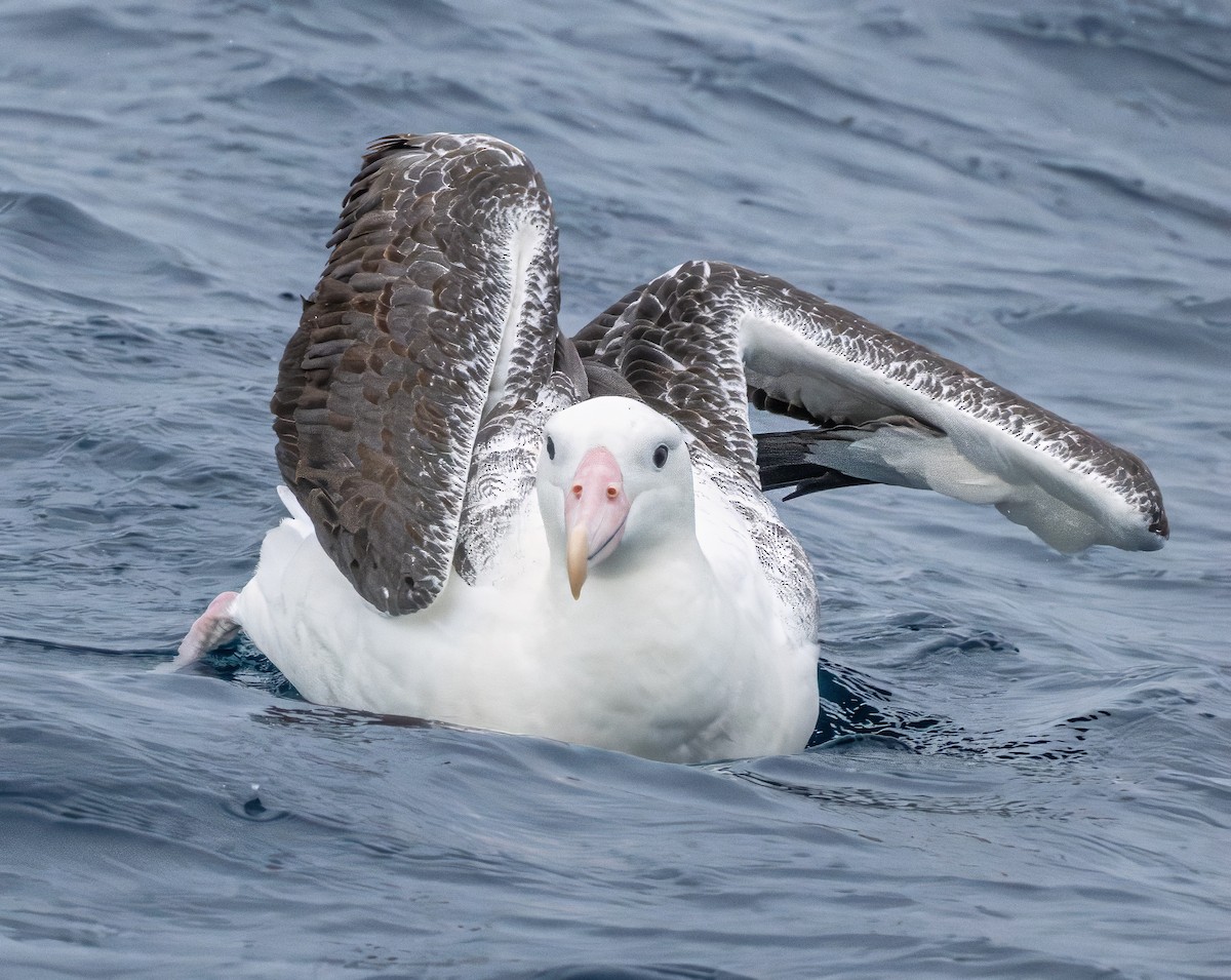 Southern Royal Albatross - ML646838846