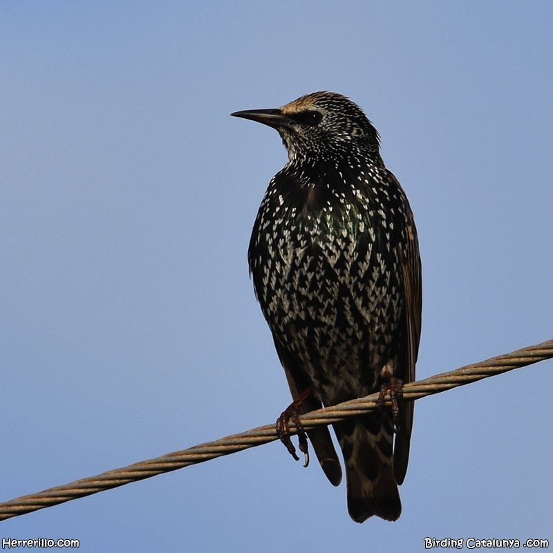 Хар тодол - ML646838847