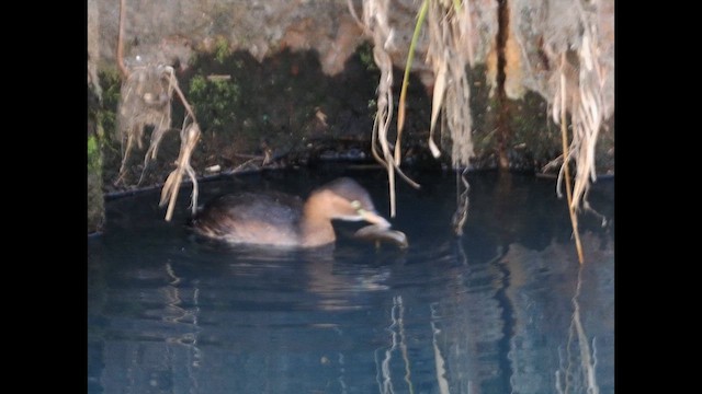 Little Grebe - ML646838852