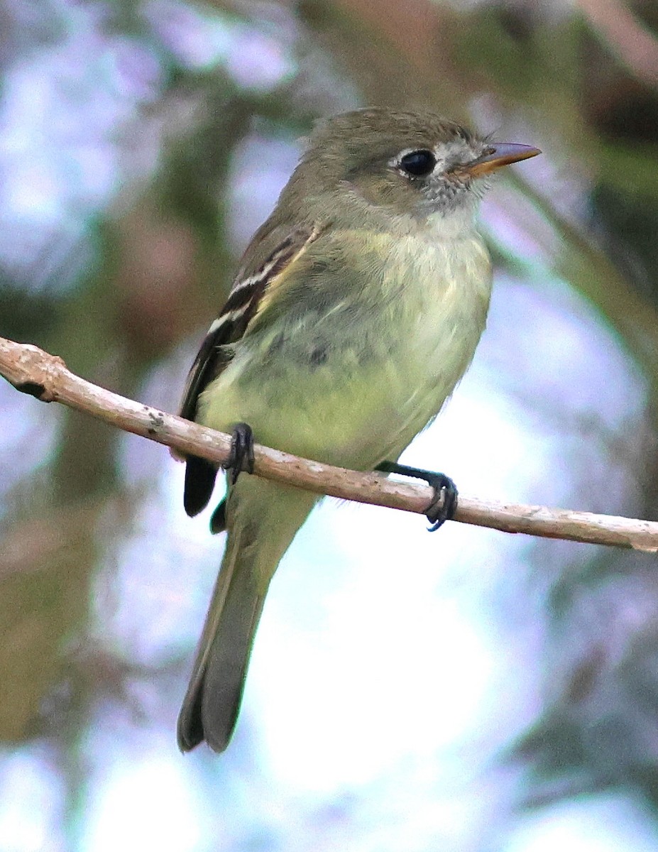 tyranovec malinký - ML646838857