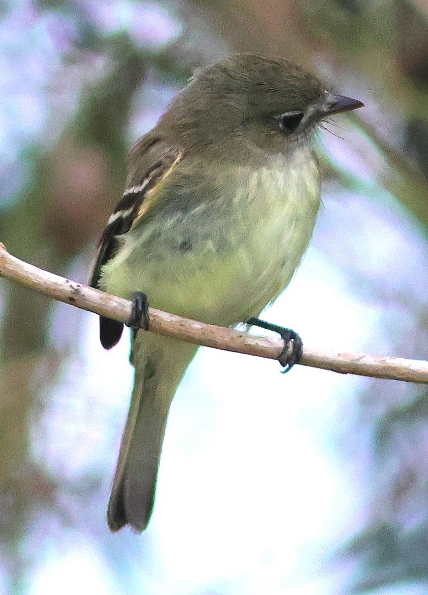 tyranovec malinký - ML646838858