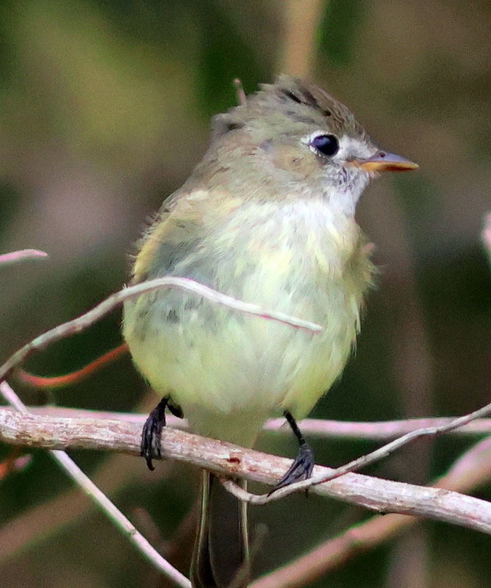 tyranovec malinký - ML646838859