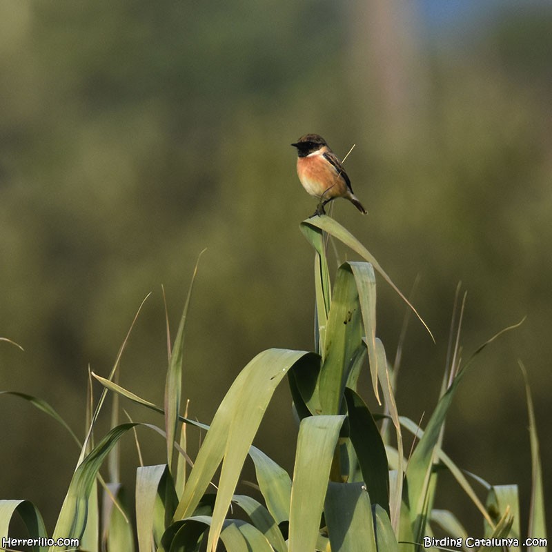 European Stonechat - ML646838873