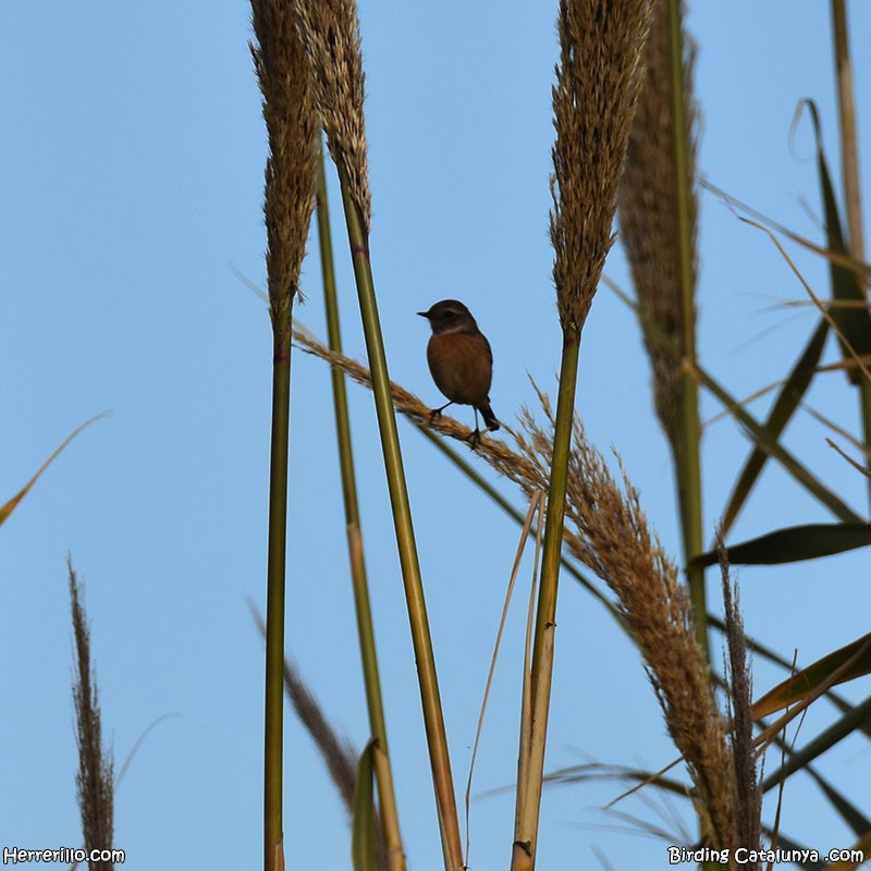European Stonechat - ML646838874