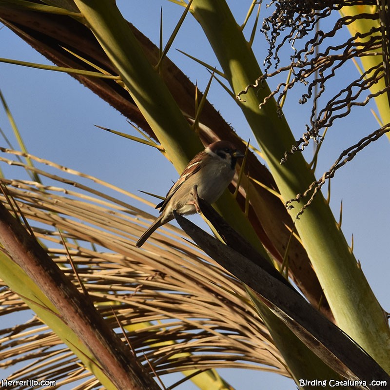 Хээрийн бор шувуу - ML646838888