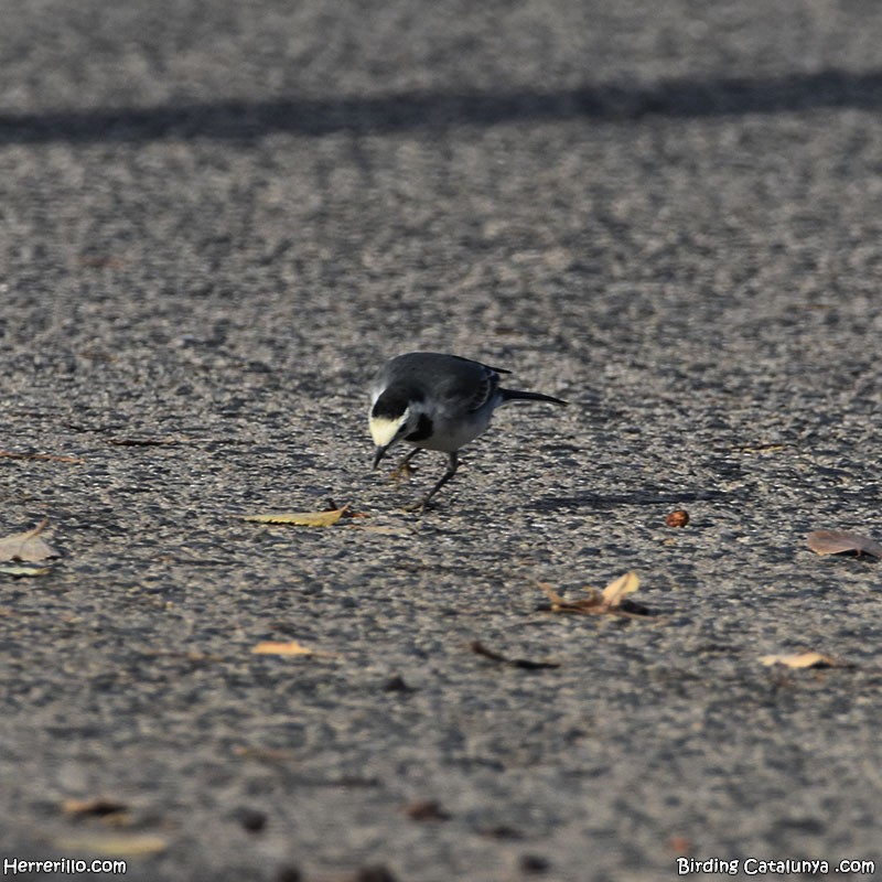 Хөх цэгцгий - ML646838889