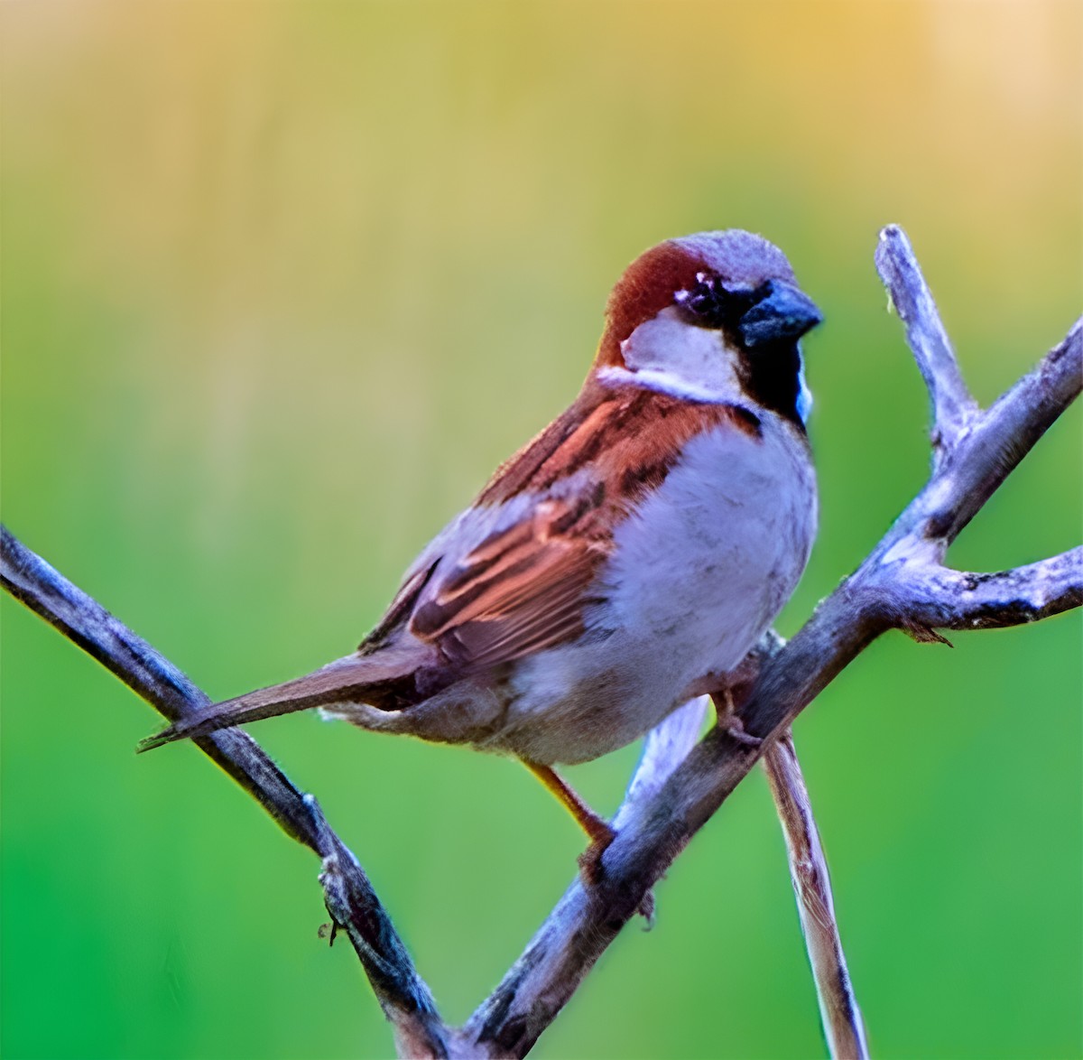 דרור הבית - ML646838890