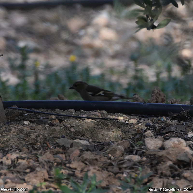 Дуулгат бужирга - ML646838891