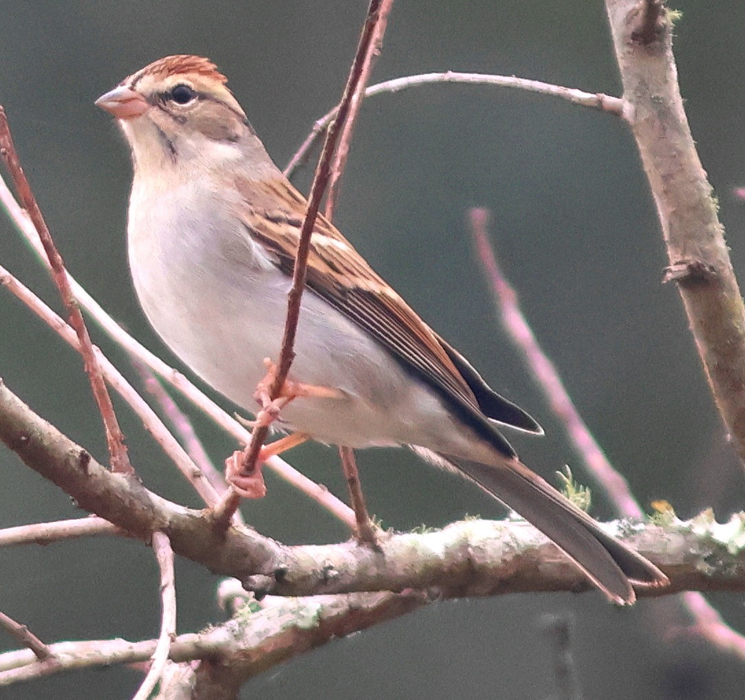 Chipping Sparrow - ML646838892