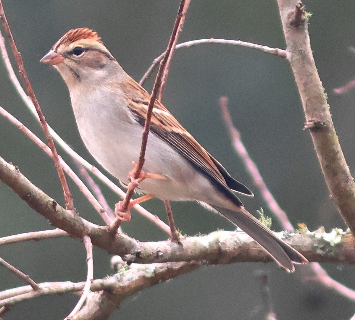 Chipping Sparrow - ML646838893