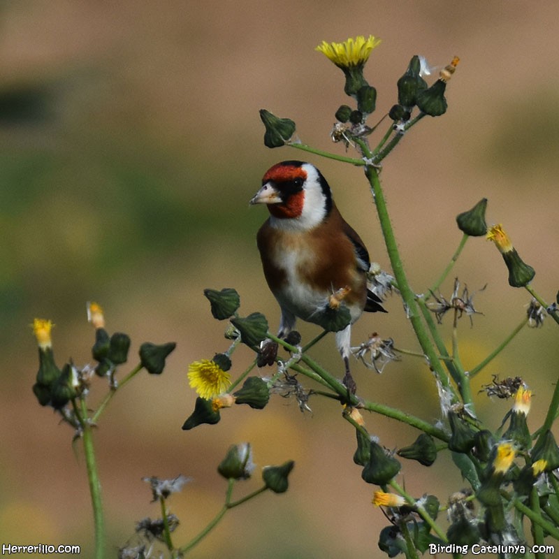 Cardellino - ML646838894