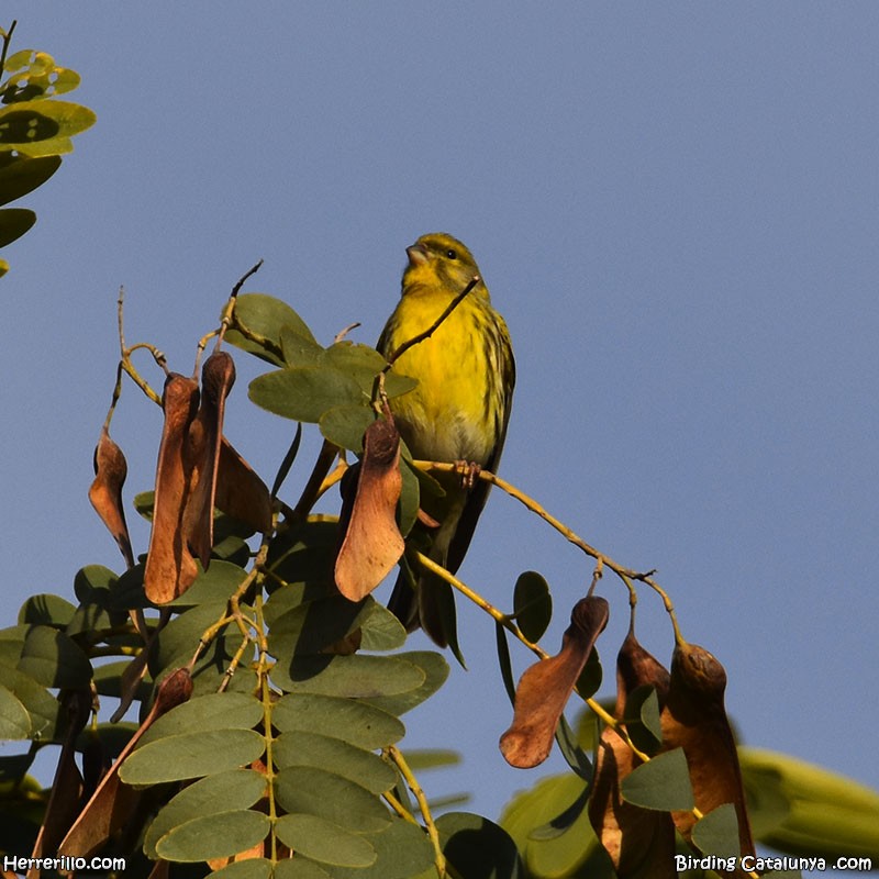 European Serin - ML646838895