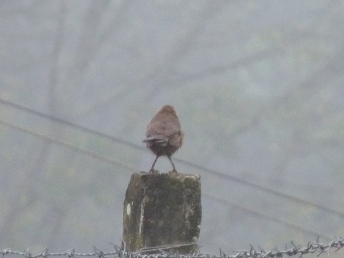 Kalapitari papargorria - ML646838896