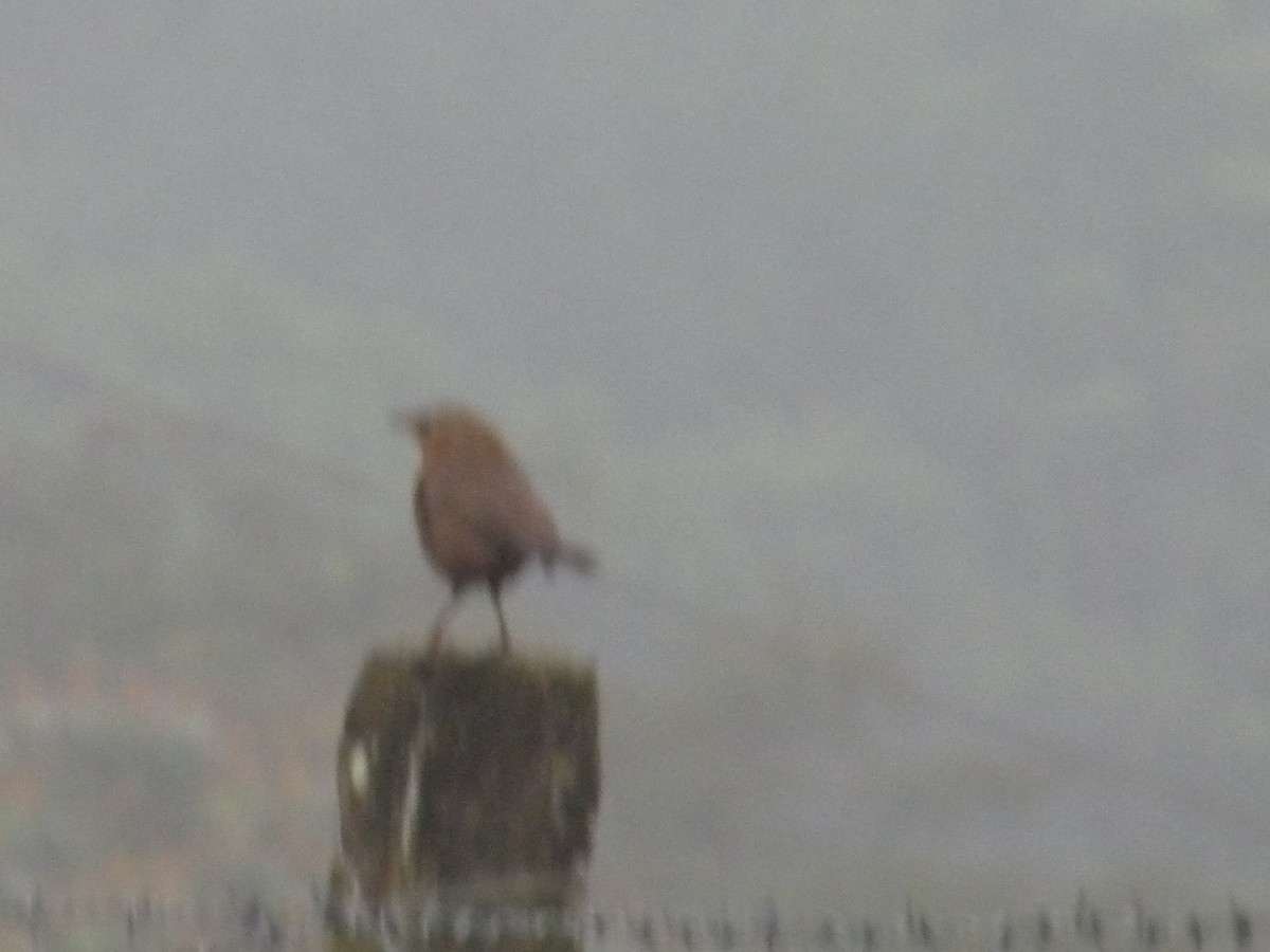 Kalapitari papargorria - ML646838897