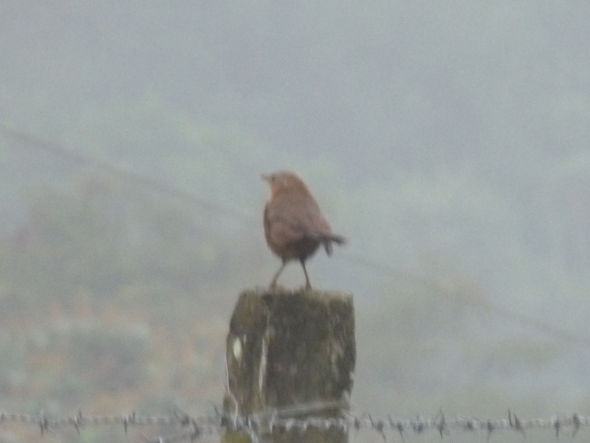 Kalapitari papargorria - ML646838898