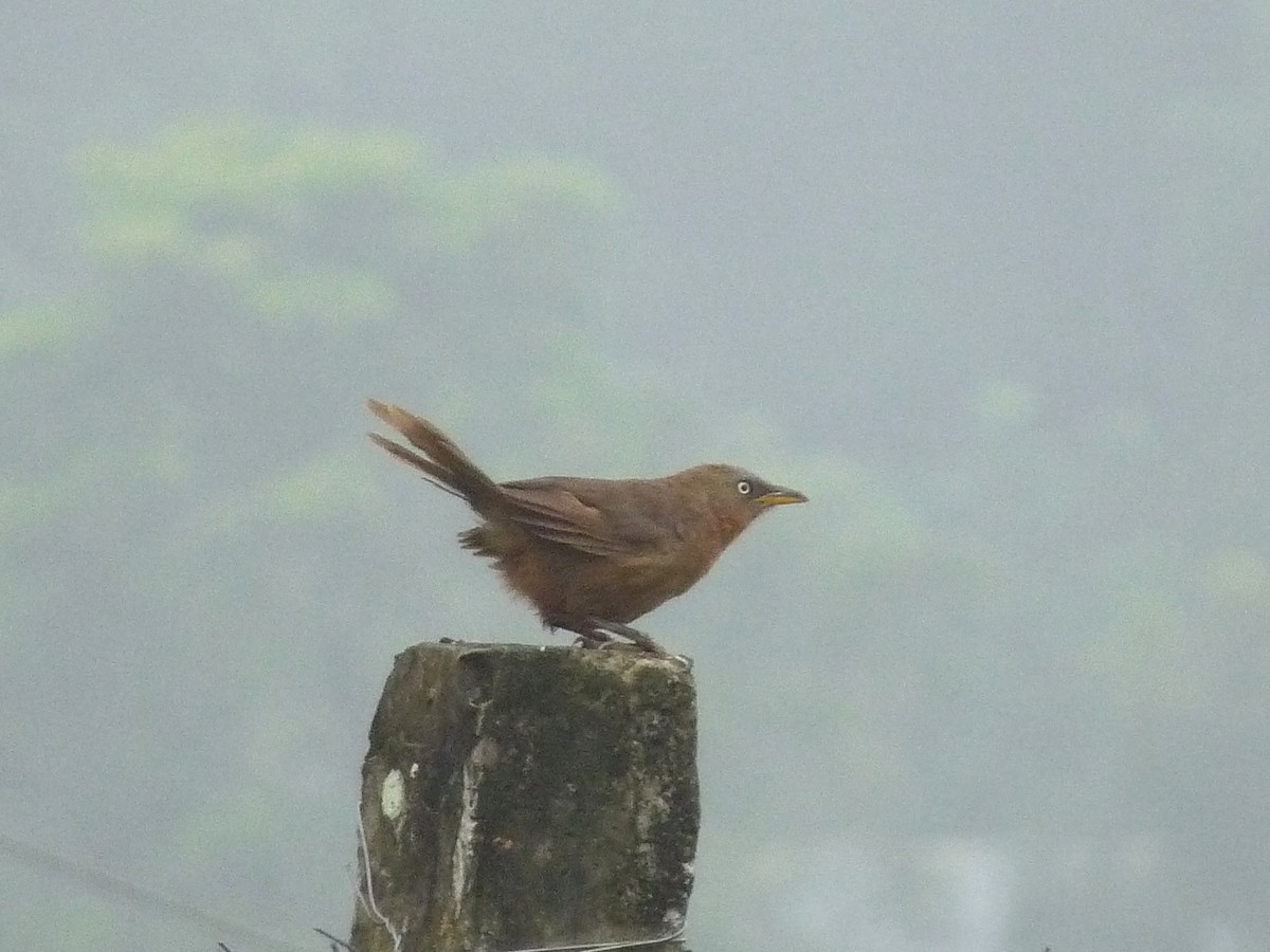 Kalapitari papargorria - ML646838899