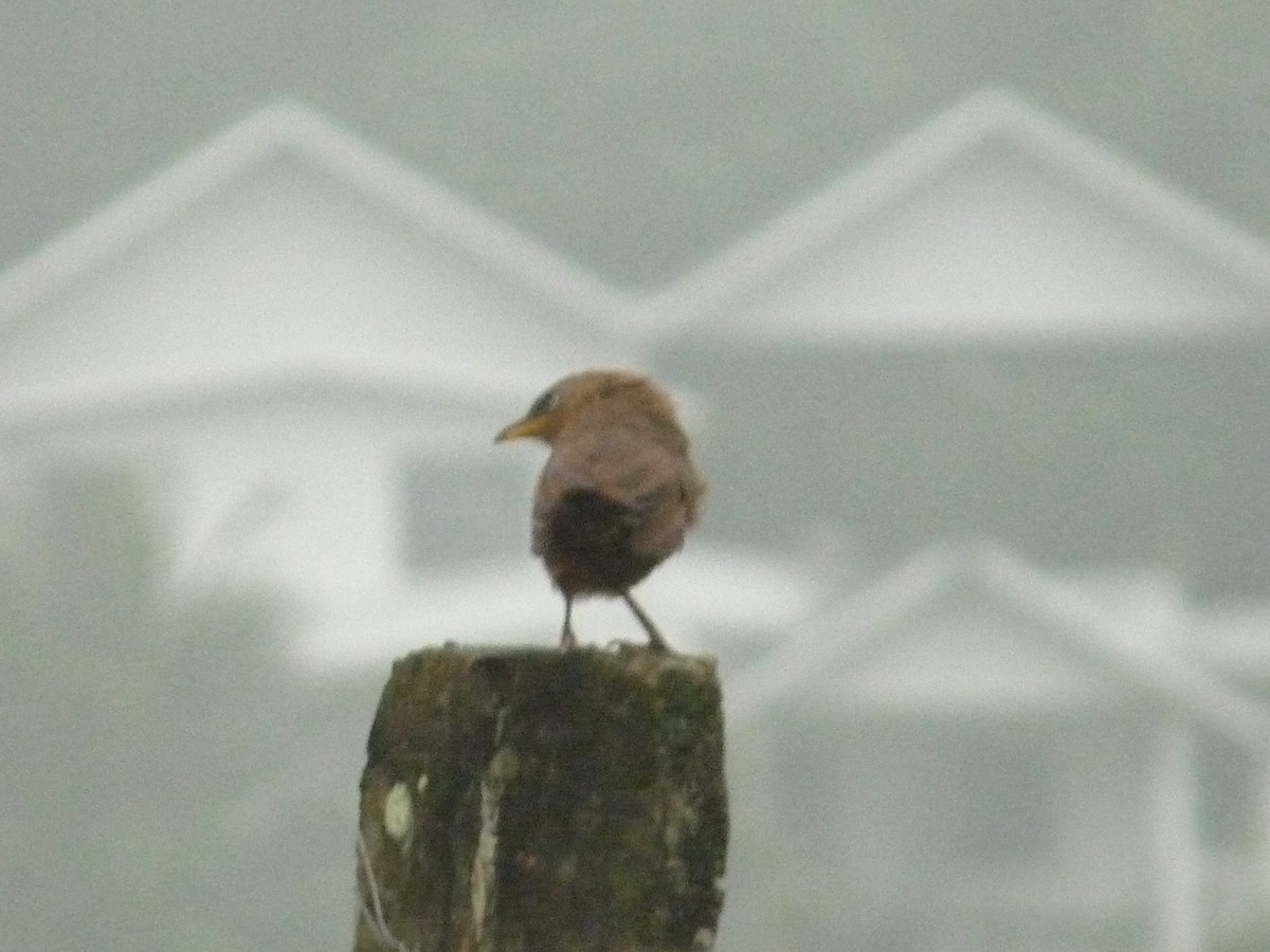 Kalapitari papargorria - ML646838900