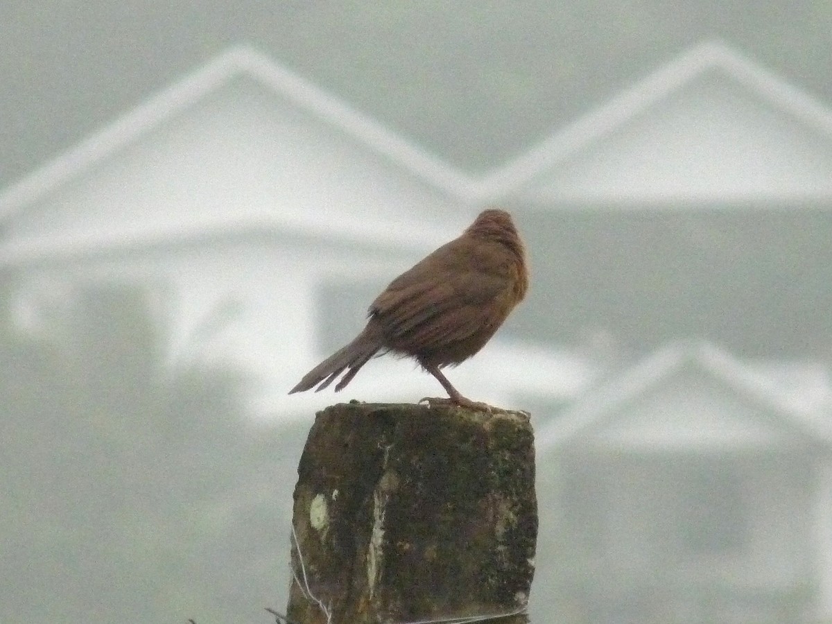 Kalapitari papargorria - ML646838901