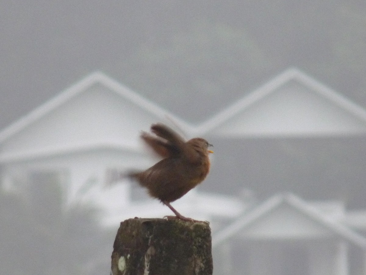 Kalapitari papargorria - ML646838902