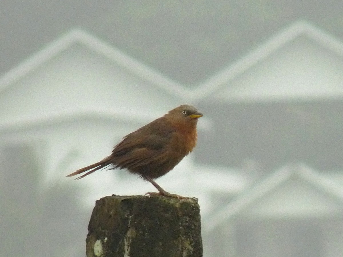 Kalapitari papargorria - ML646838903